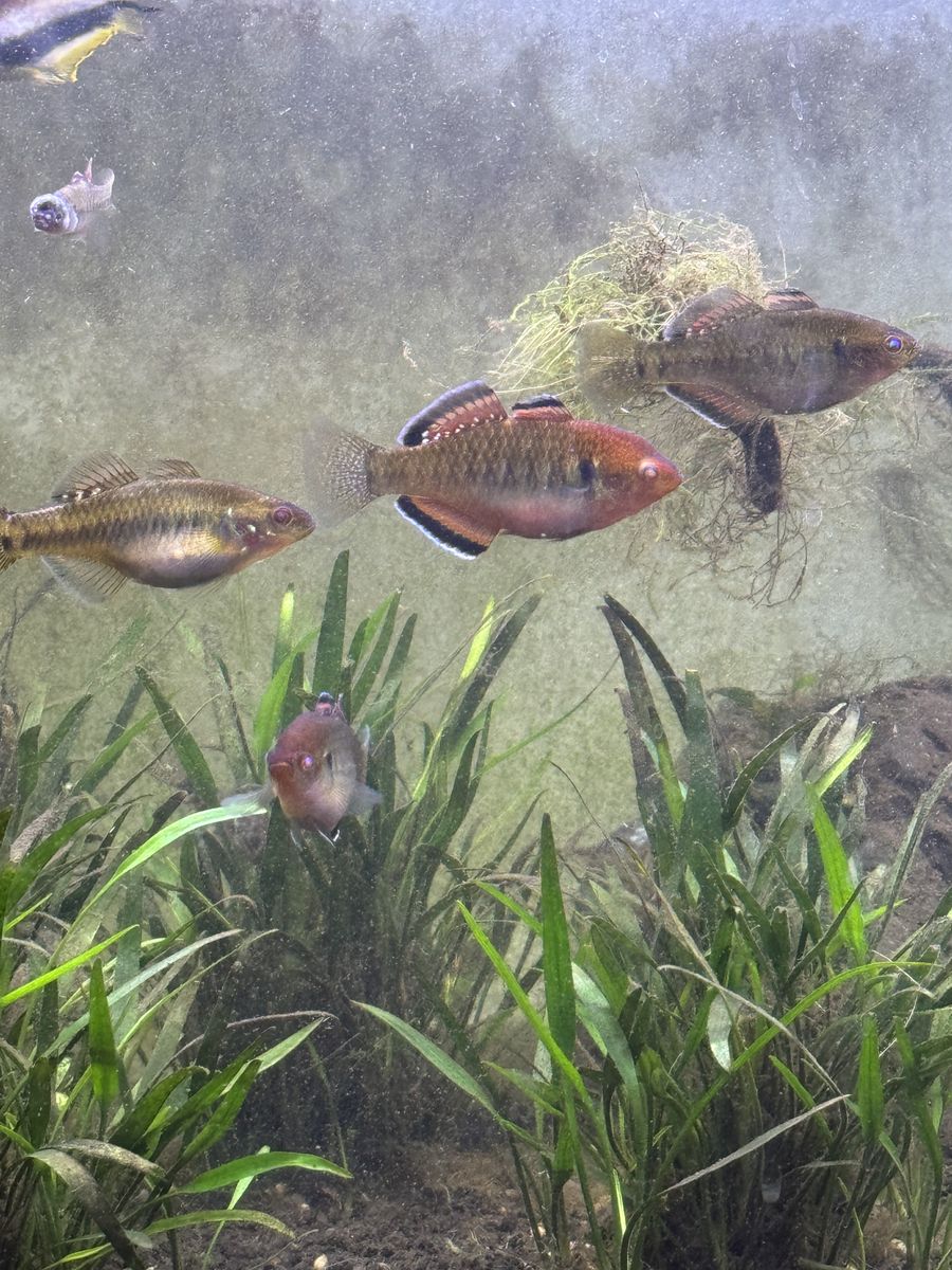 Freshwater Empire Gudgeon