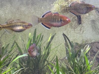 Freshwater Empire Gudgeon