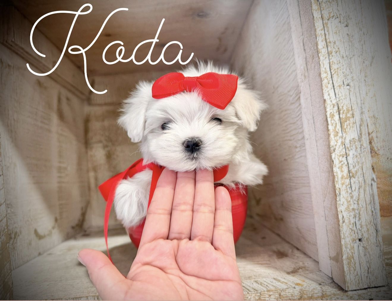 Adorable CKC maltese puppies