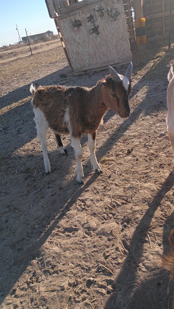 Kiko-Lamancha kids for sale. Bucks, Wethers or Does