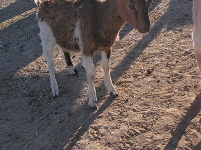Kiko-Lamancha kids for sale. Bucks, Wethers or Does