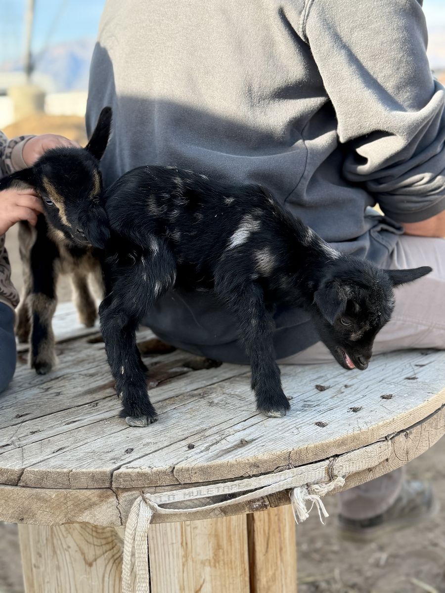 Moonspotted Nigerian Buckling