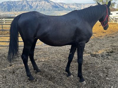 Friesian crossed mare