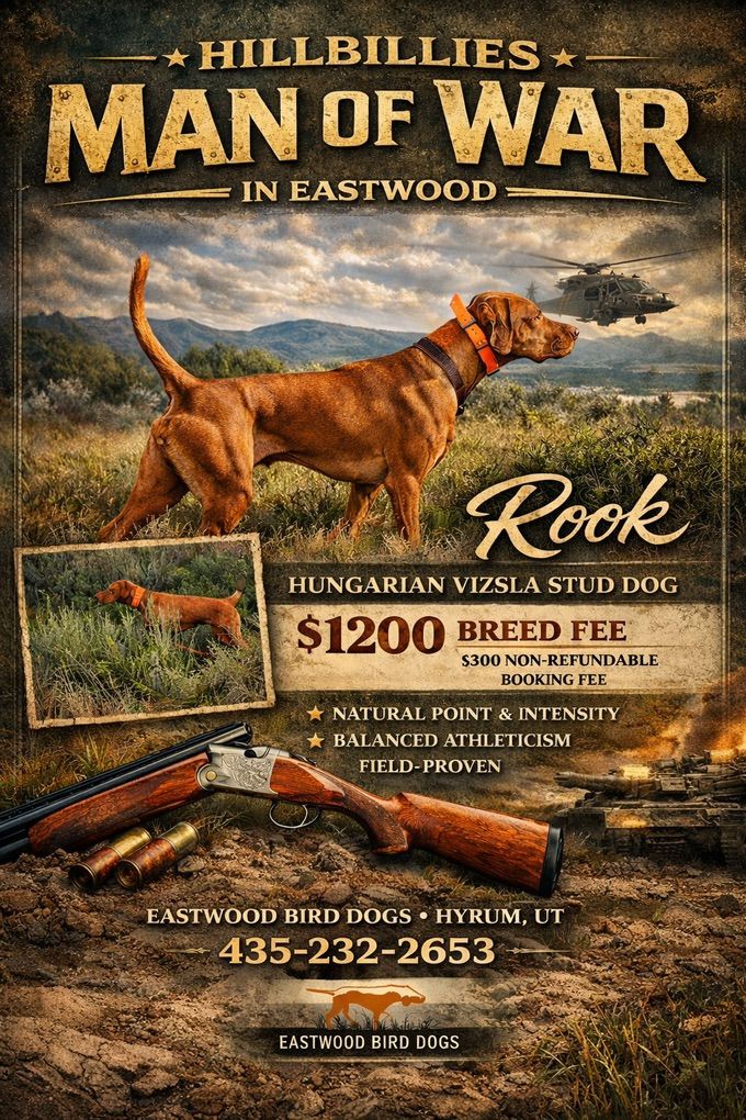 Finished Vizsla Stud