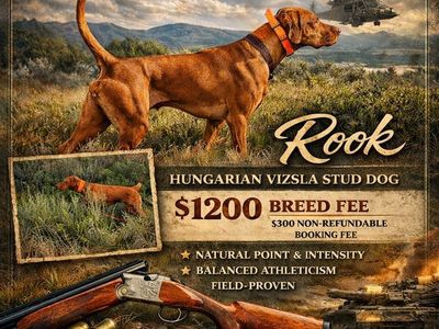Finished Vizsla Stud