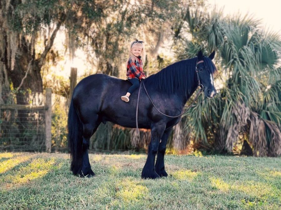 Black Gypsy Vanner Gelding