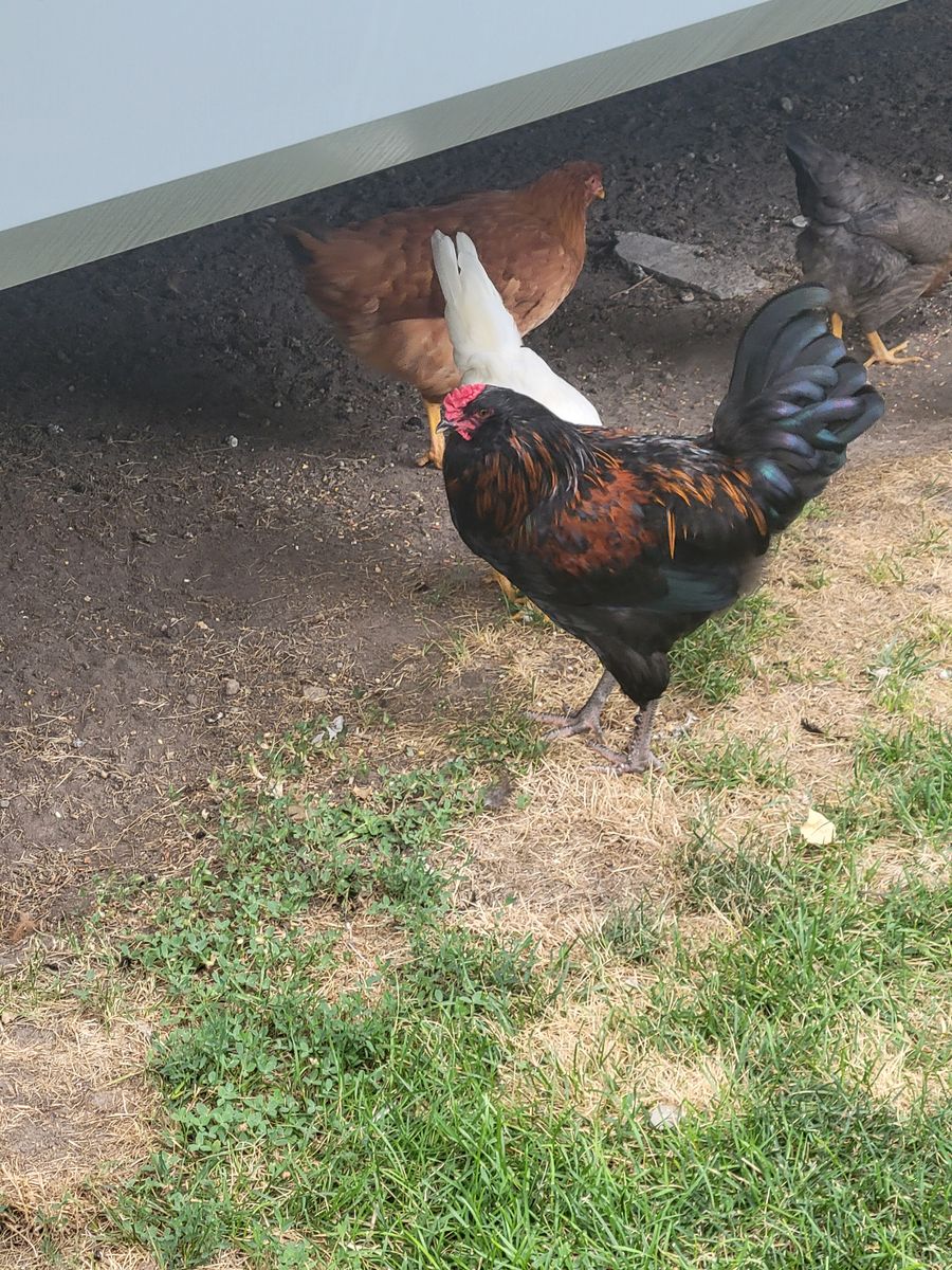 Rooster