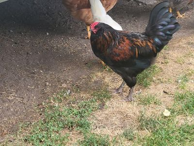 Rooster