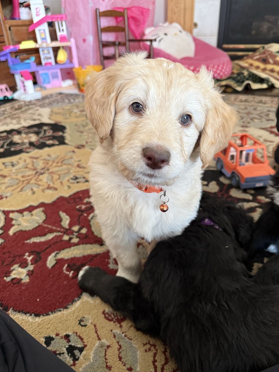 Free-Malamute/Standard Poodle