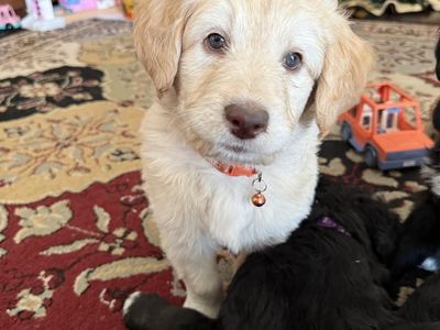 Free-Malamute/Standard Poodle