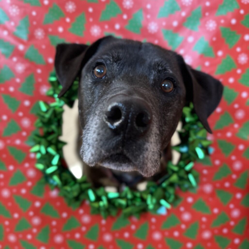 Hello my name is T-Rex