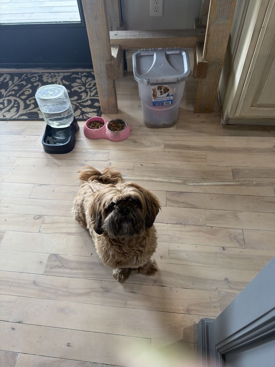 Shih Tzu
