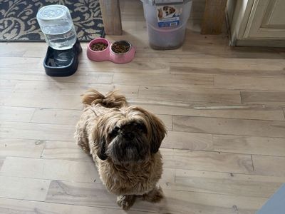 Shih Tzu
