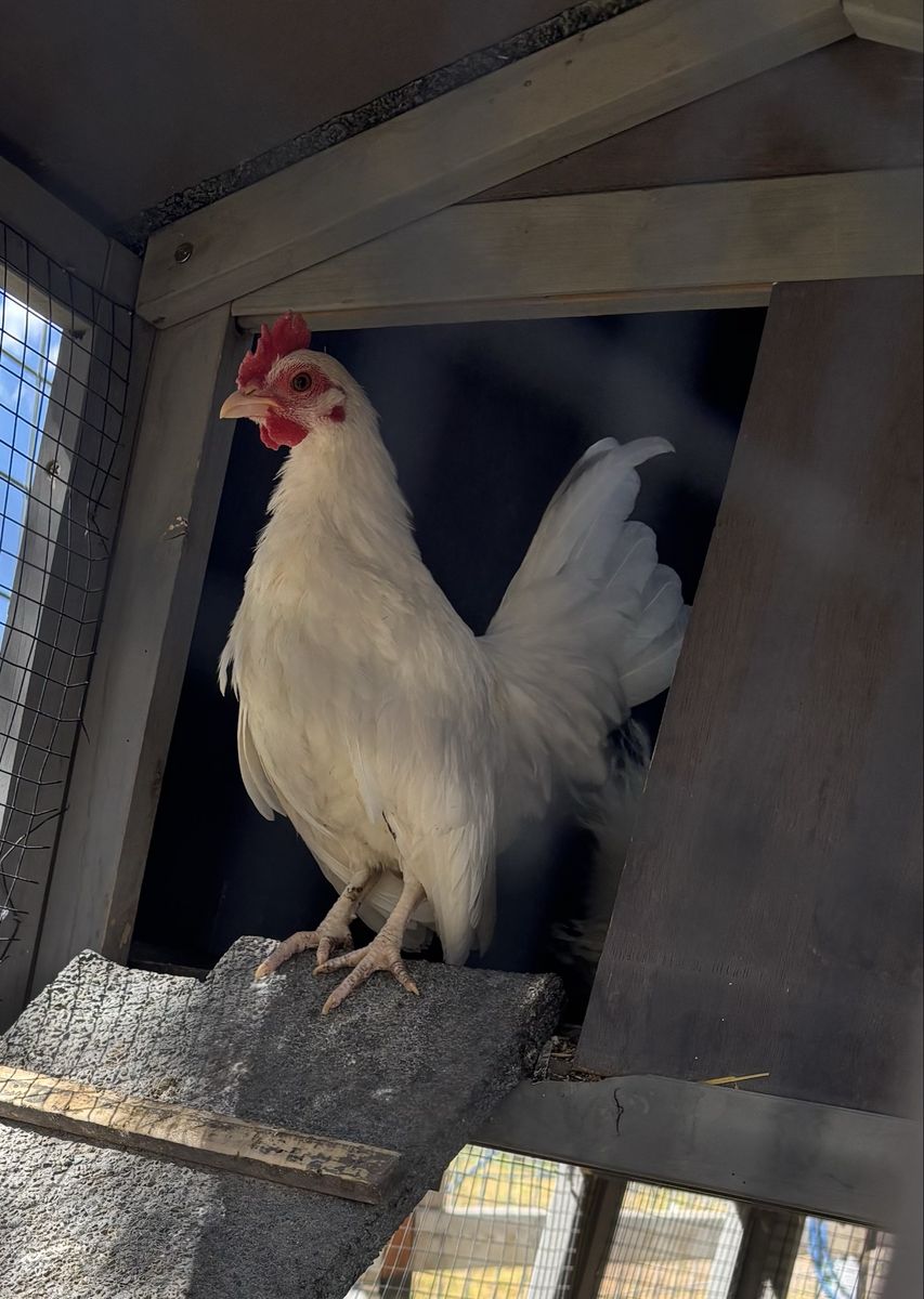 Serama rooster