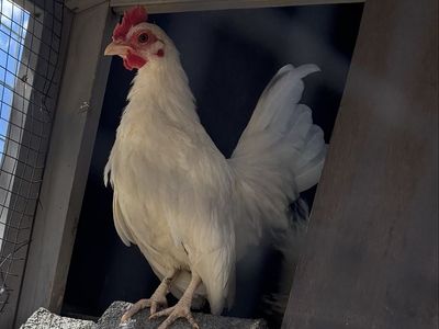 Serama rooster