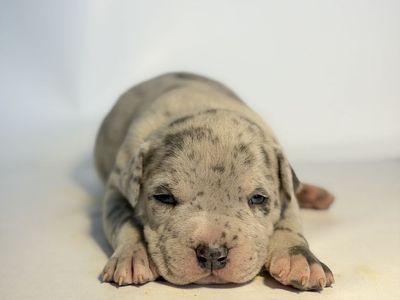 Xl American bullies