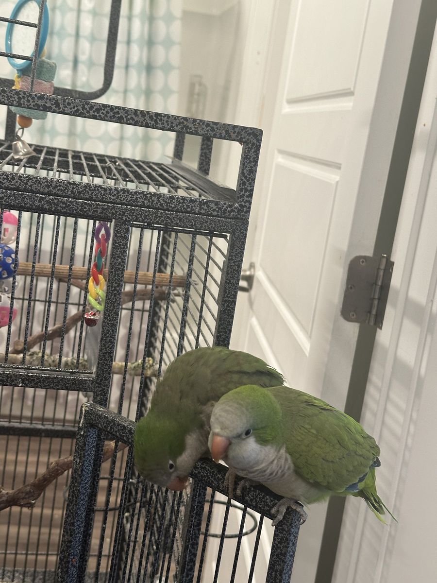 Quaker parrot