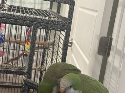 Quaker parrot