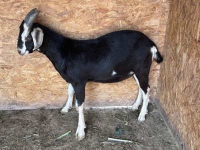 Three Nubian-Alpine mixed male goats