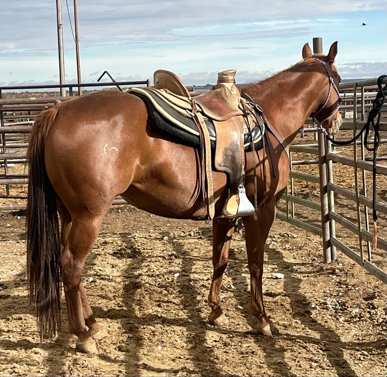Broodmares exceptional cowhorse bloodlines