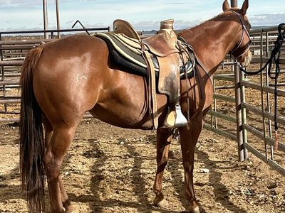 Broodmares exceptional cowhorse bloodlines
