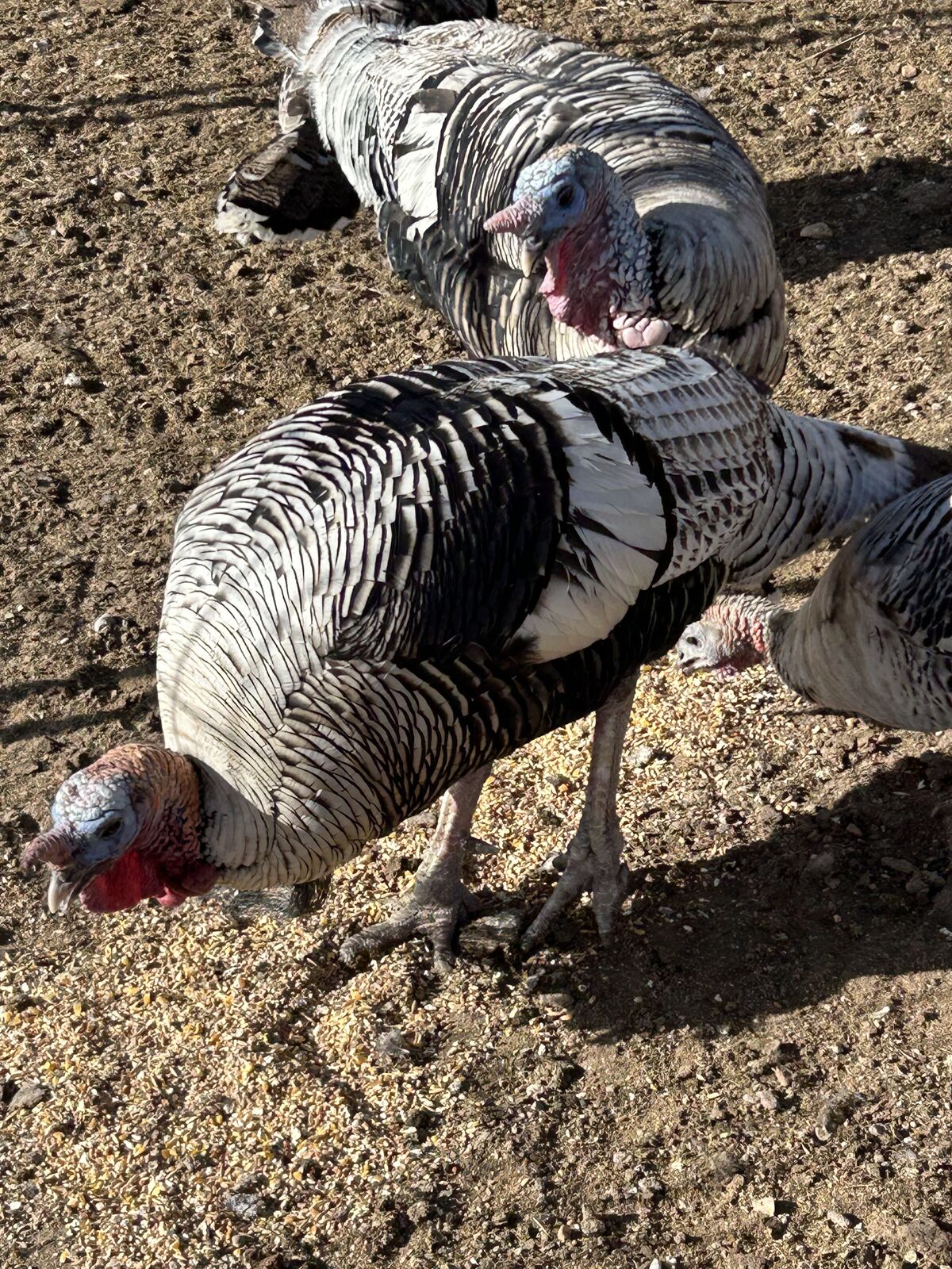 turkey Narragansette Tom