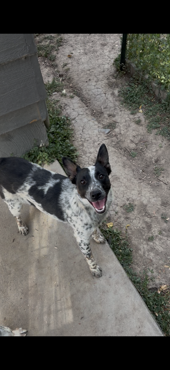 Small heeler dog