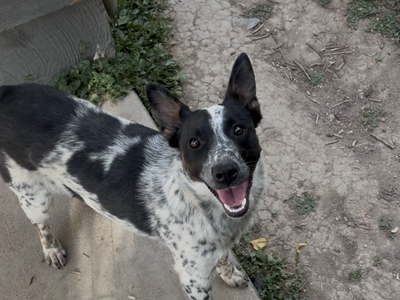 Small heeler dog
