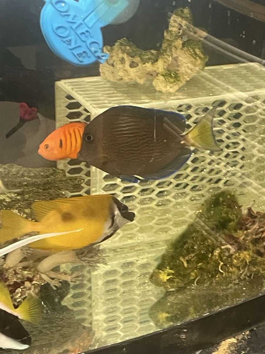 Caribbean tang