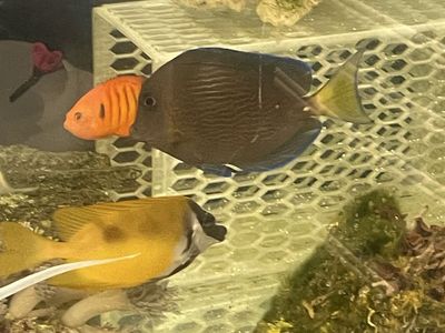 Caribbean tang