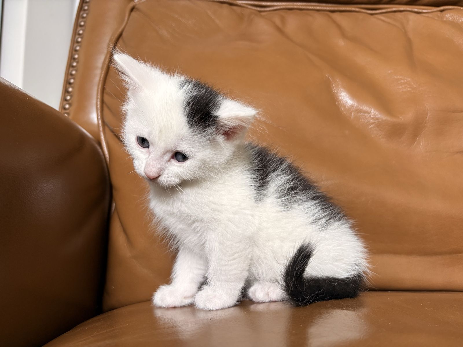 Kittens