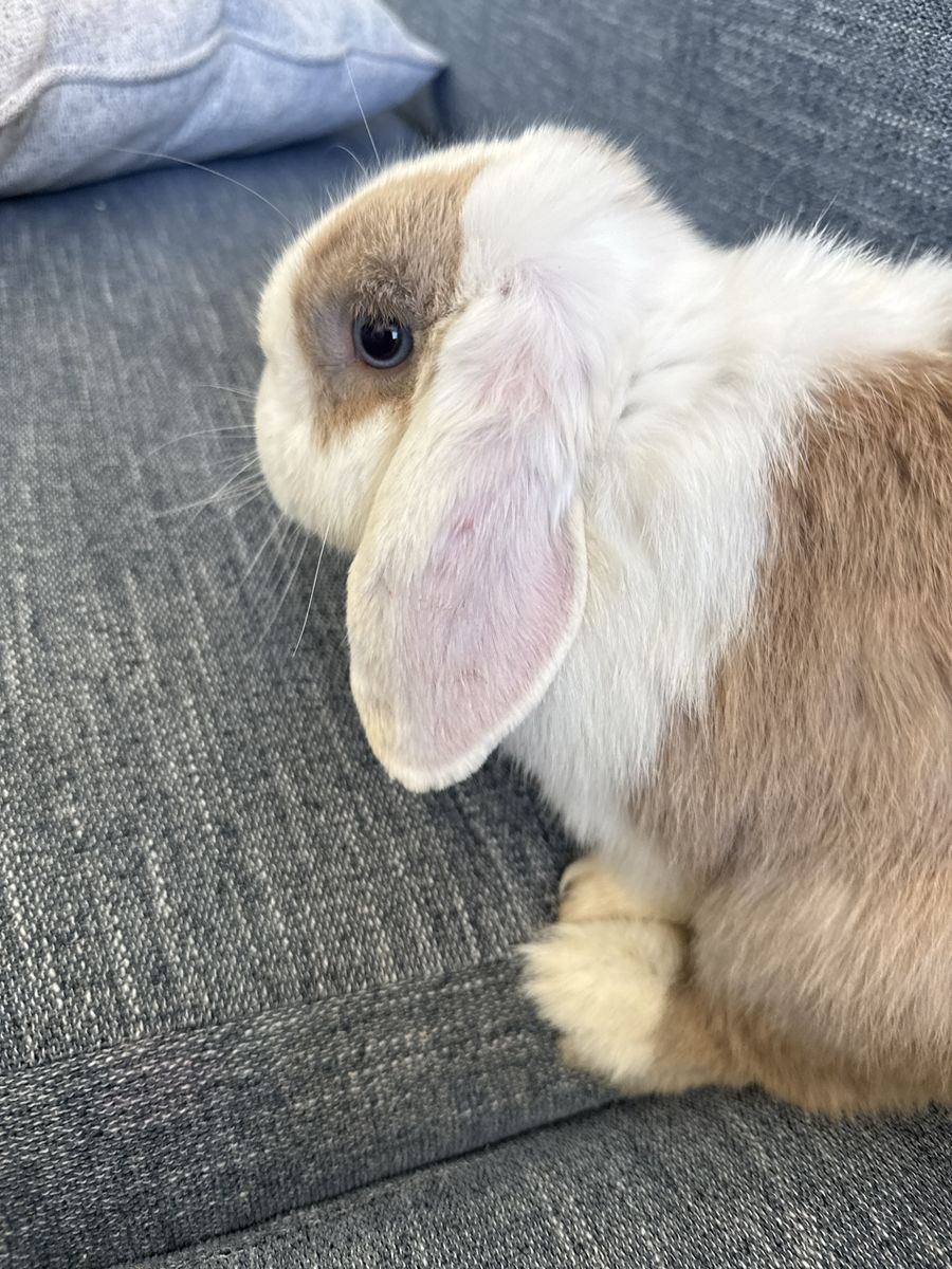 Holland Lop Buck