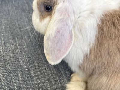 Holland Lop Buck