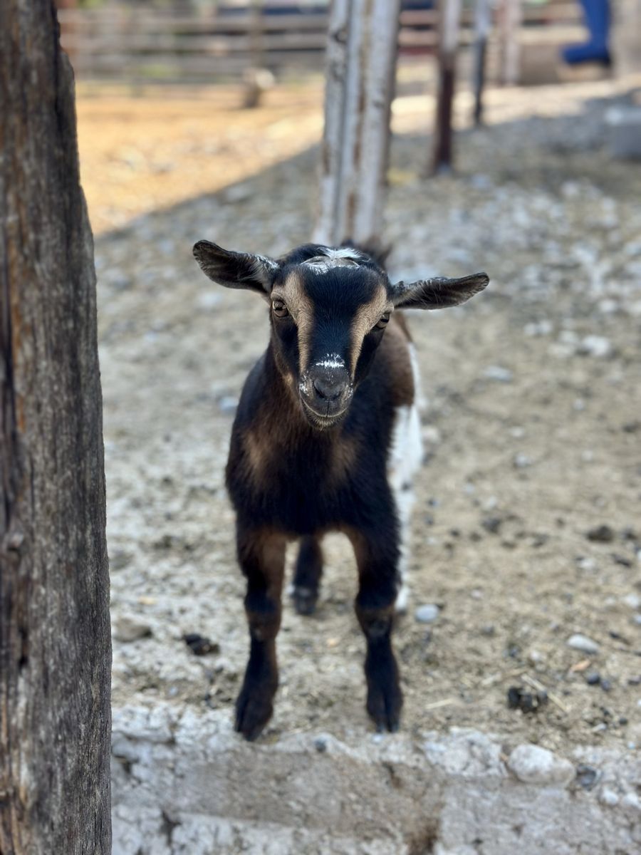 Nigerian Dwarf Buckling/Wether (disease-tested herd)