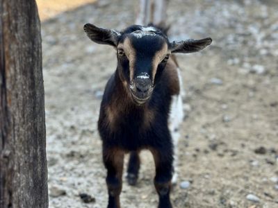 Nigerian Dwarf Buckling/Wether (disease-tested herd)