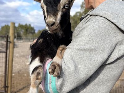 Fainting goat babies! GREAT FAINTERS!