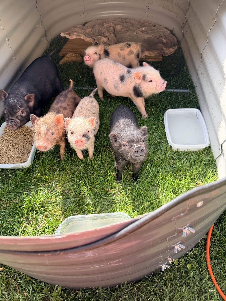 Mini Juliana piglets