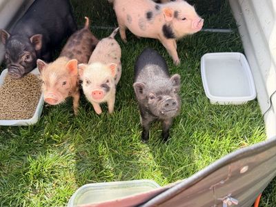 Mini Juliana piglets