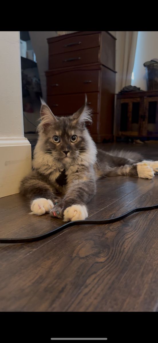 European Maine Coon Stud Service Polydac