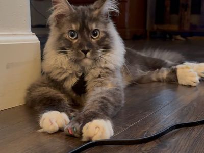 European Maine Coon Stud Service Polydac