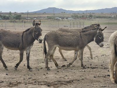 Donkeys