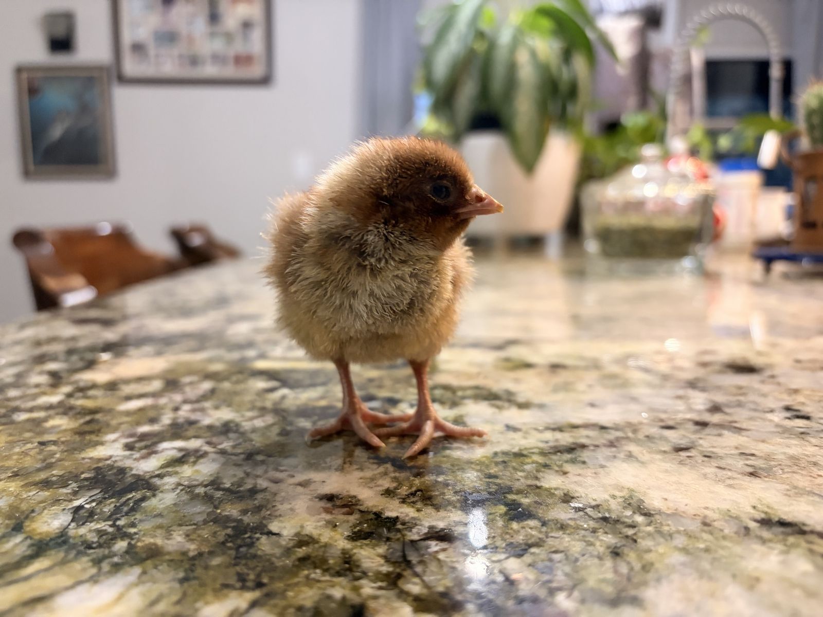 Day Old Silver Deathlayer Chicks