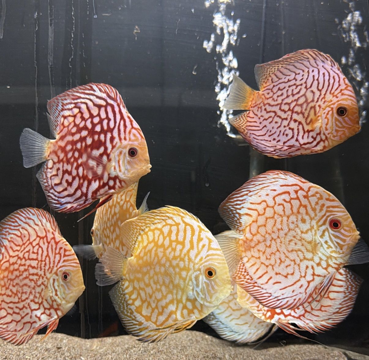 Large discus 