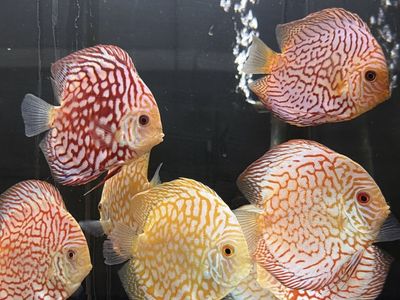 Large discus
