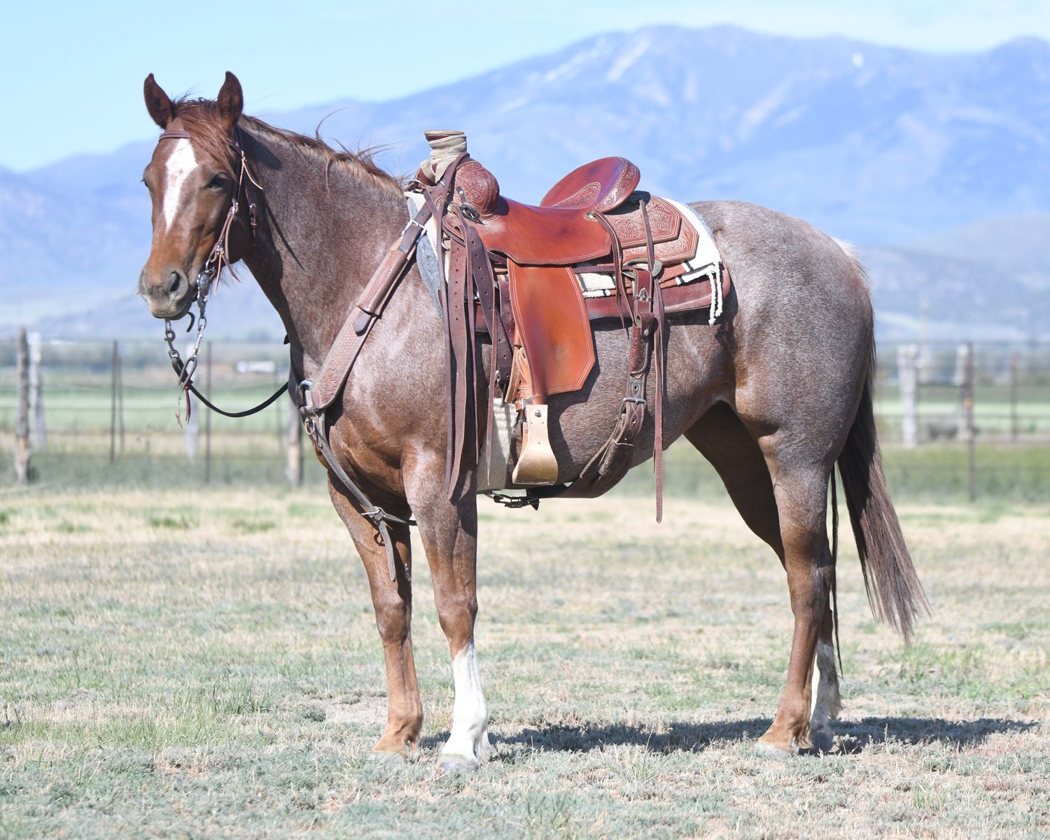 2023 Red Roan Mare