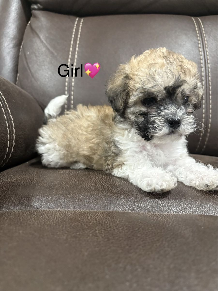 Adorable Shih Tzu / Poodle Mix Puppy - Female