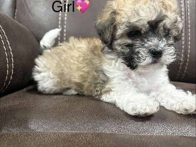 Adorable Shih Tzu / Poodle Mix Puppy - Female