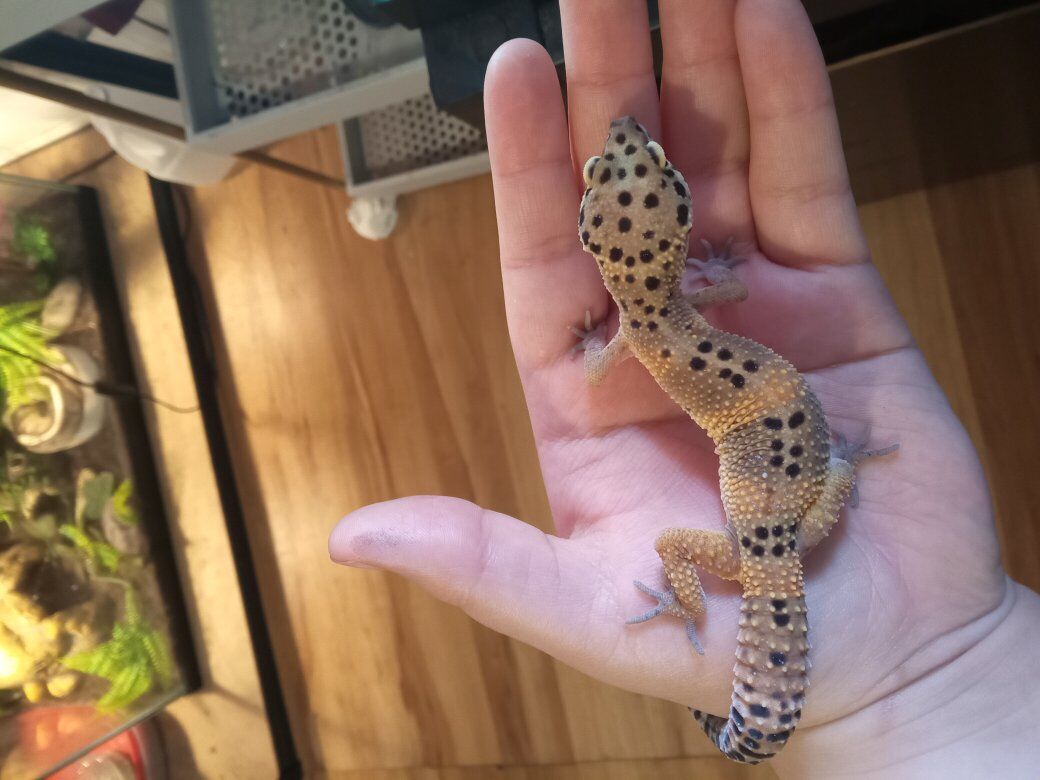 leopard gecko