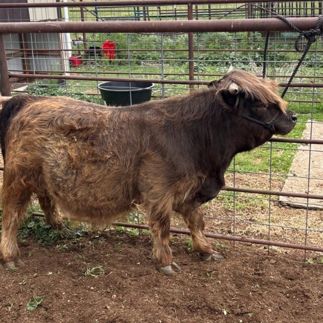 Mini highland Bull