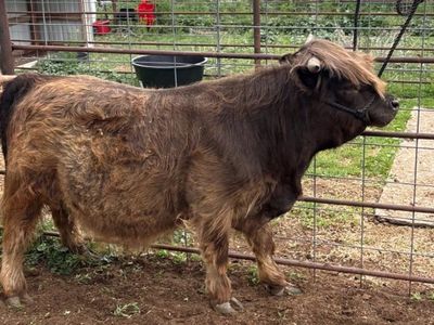 Mini highland Bull